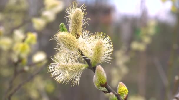 晴れた日の春の柳の花 — ストック動画