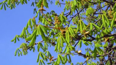Genç yeşil erken ilkbaharda kestane ağacının yaprakları