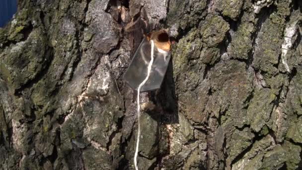 Het Verzamelen Van Birch Tree Sap Vroege Voorjaar Slow Motion — Stockvideo