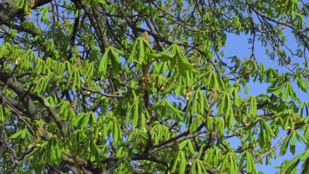 Jovens Folhas Verdes Castanheiro Início Primavera — Vídeo de Stock