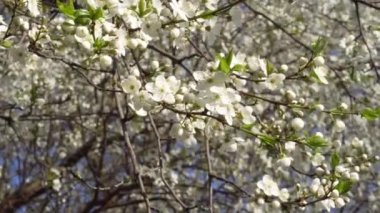 bahar beyaz çiçekler rüzgarı 4k bir kiraz ağacı