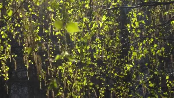 Primera Primavera Hojas Verdes Abedul Sol — Vídeo de stock