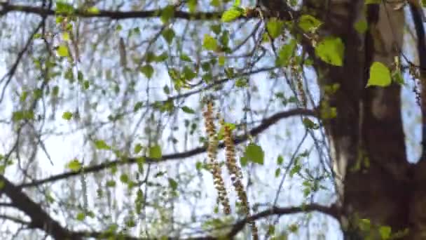 Birch Güneşin Ilk Bahar Yeşil Yaprakları — Stok video