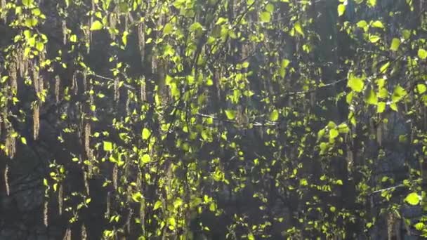 在阳光下的白桦树的第一个春天绿叶 — 图库视频影像