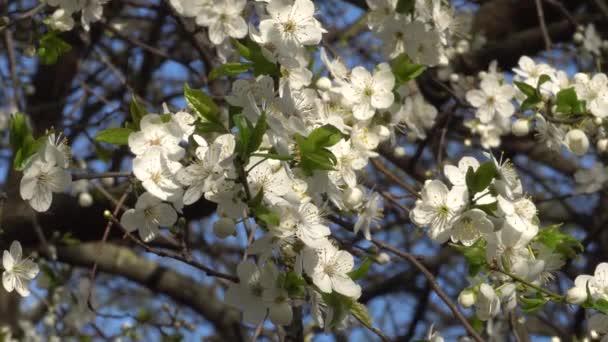 Primavera Flores Blancas Cerezo Viento — Vídeos de Stock