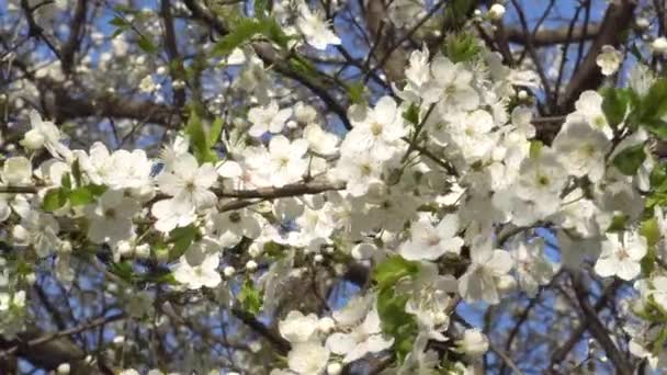 春の風 で桜の木の白い花 — ストック動画