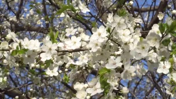 Vita Vårblommor Ett Körsbärsträd Vinden — Stockvideo