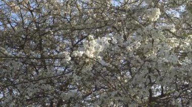 bahar beyaz çiçekler rüzgarı 4k bir kiraz ağacı