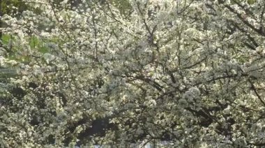 bahar beyaz çiçekler rüzgarı 4k bir kiraz ağacı