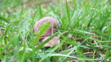 Yeşil çim üzüm salyangoz kapatın. 4k