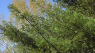 odak varış ile erken baharda mavi gökyüzü karşı çam dalı