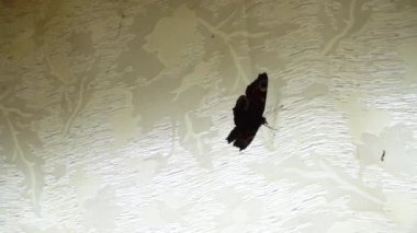 Karşı bir kelebek yener cam umutsuzluk, ağır çekim video mecazi bir görüntüsüdür