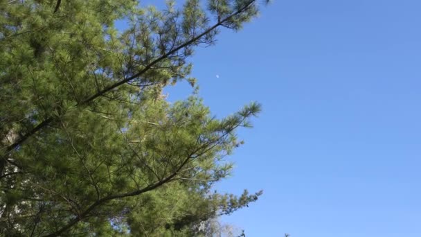 Pine Tak Tegen Blauwe Hemel Het Vroege Voorjaar — Stockvideo