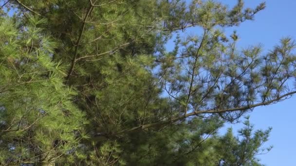 Cabang Pinus Terhadap Langit Biru Awal Musim Semi — Stok Video