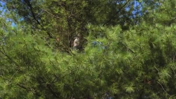 早春的蓝天上的松树枝 — 图库视频影像