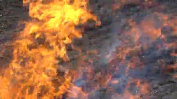 Burning grass red fire in the background — Stock Video