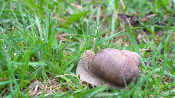 葡萄蜗牛在绿色的草地上特写 — 图库视频影像