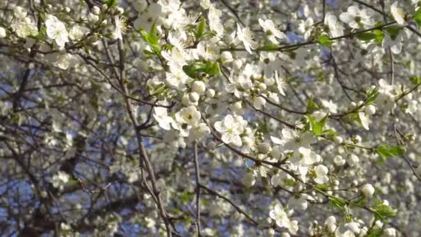 printemps fleurs blanches d'un cerisier dans le vent 4K 