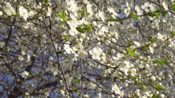 Witte Lentebloemen van een kersenboom in de wind 4k — Stockvideo