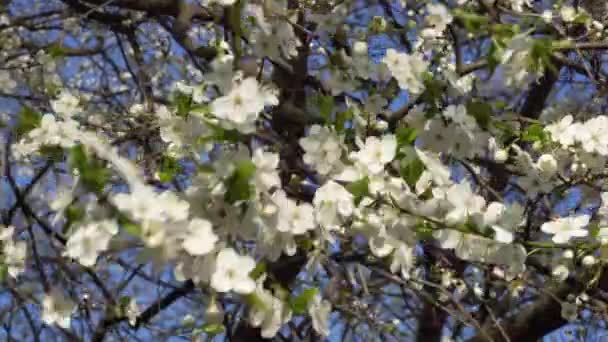 Primavera flores brancas de uma árvore de cereja no vento 4K — Vídeo de Stock