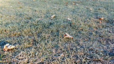 Donmuş çimen arka planı. Sonbaharın ilk soğuğu.
