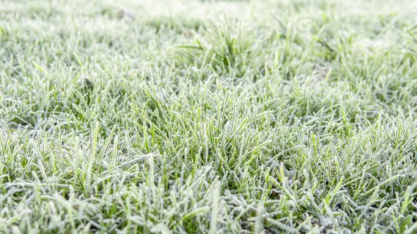 Frozen grass background. The first frost in autumn — ストック写真