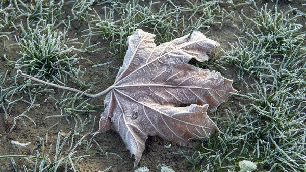Frozen Leave background. first frost in the city Park