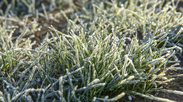Заморожений трав'яний фон. Перший мороз восени — стокове фото