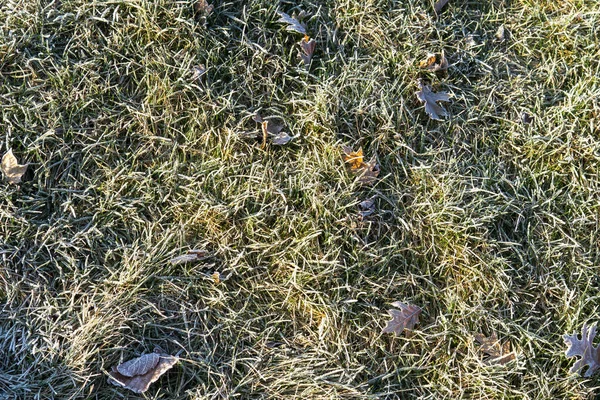 Frozen grass background. The first frost in autumn — ストック写真