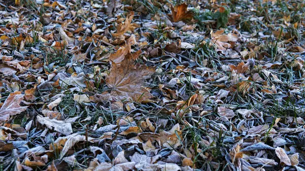 Fundo de folhas congeladas. primeira geada no parque da cidade — Fotografia de Stock