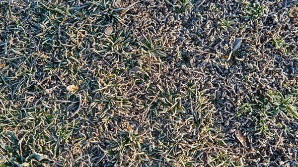 Frozen grass background. The first frost in autumn — Stock Photo, Image