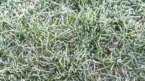 Frozen grass background. The first frost in autumn — ストック写真