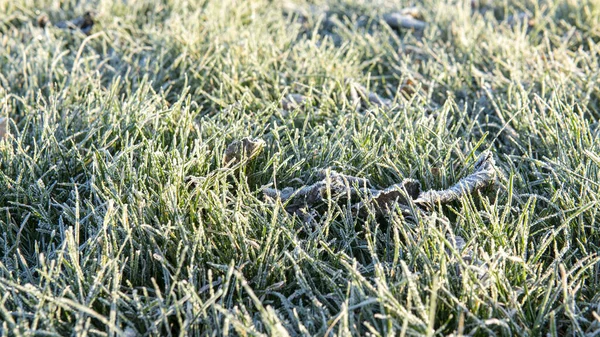 Frozen grass background. The first frost in autumn