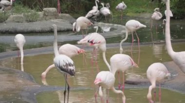 Pembe flamingo sürüsü sığ bir gölette beslenir.