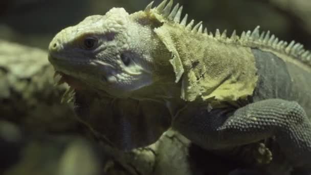 Detailní záběr zeleného leguána. tropická ještěrka — Stock video