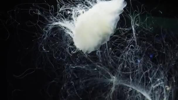 Белая медуза крупным планом на черном фоне — стоковое видео