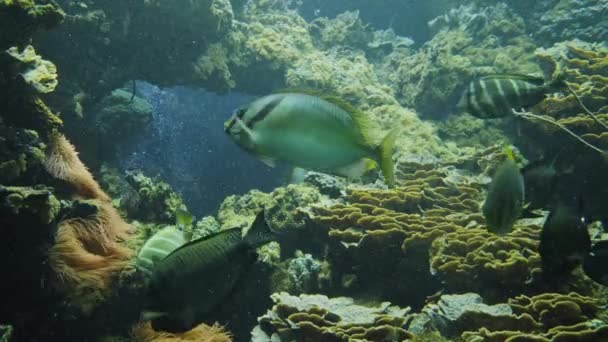 Groot aquarium met tropische vissen en koralen — Stockvideo