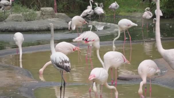 분홍색 플라밍고 떼가 얕은 연못에서 먹이를 먹고 있다 — 비디오