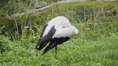 Beyaz leylek yeşil otların arka planında tüyleri temizliyor.