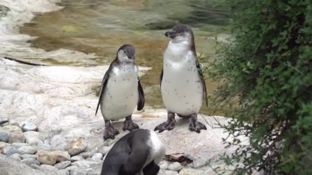 Три прекрасных взрослых пингвина вблизи — стоковое видео