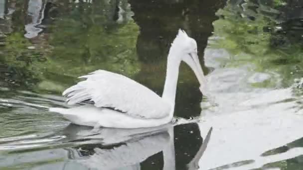 Pelican blanc avec un grand bec