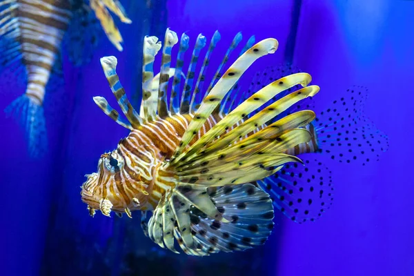 Lionfish with Sunburst on a blue background — Stock Photo, Image