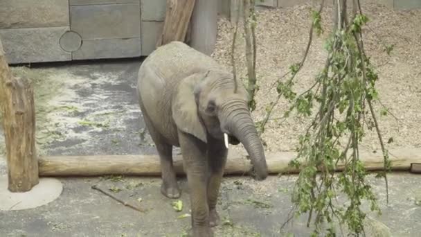 Elefante joven en el zoológico come una rama verde jugosa — Vídeos de Stock