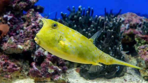 Longhorn cowfish. yellow fish on coral background