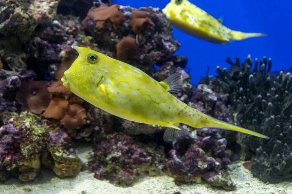 Longhorn cowfish. yellow fish on coral background — Stock Photo, Image