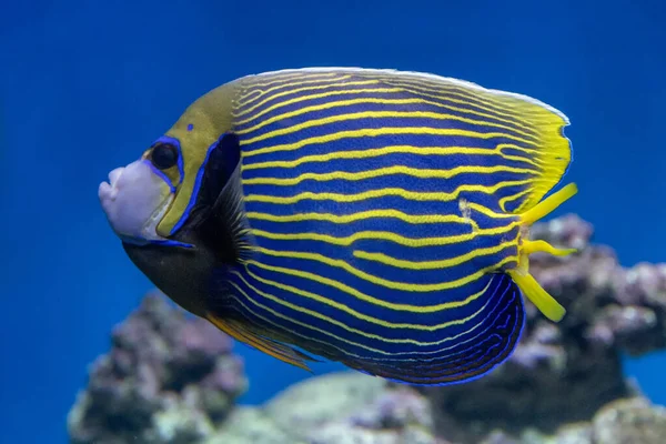 Císař Angelfish zblízka na pozadí útesů — Stock fotografie