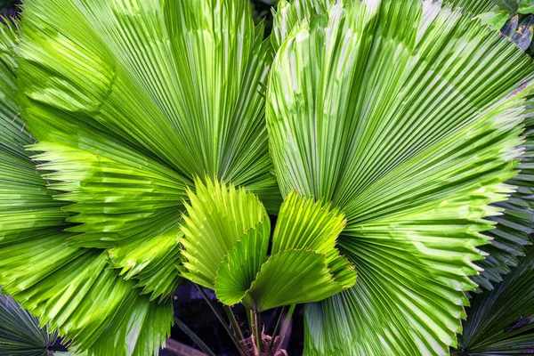 Folhas verdes de palma. fundo tropical — Fotografia de Stock