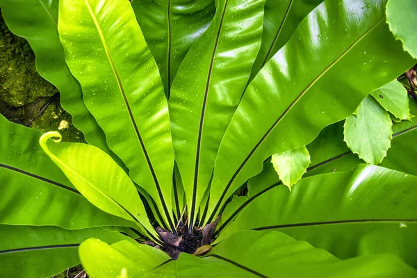 Folhas verdes de palma. fundo tropical — Fotografia de Stock
