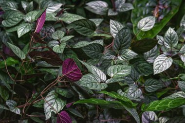 Hayvanat bahçesindeki yeşil Hemigraphis Alternata bitkisi