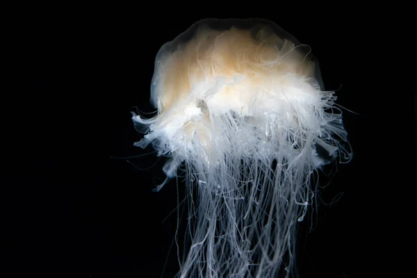 Bir akvaryum koyu arka plan üzerinde denizanası — Stok fotoğraf